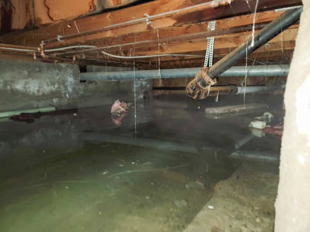 Best Professional water damage repair  in Green Hill, TN
